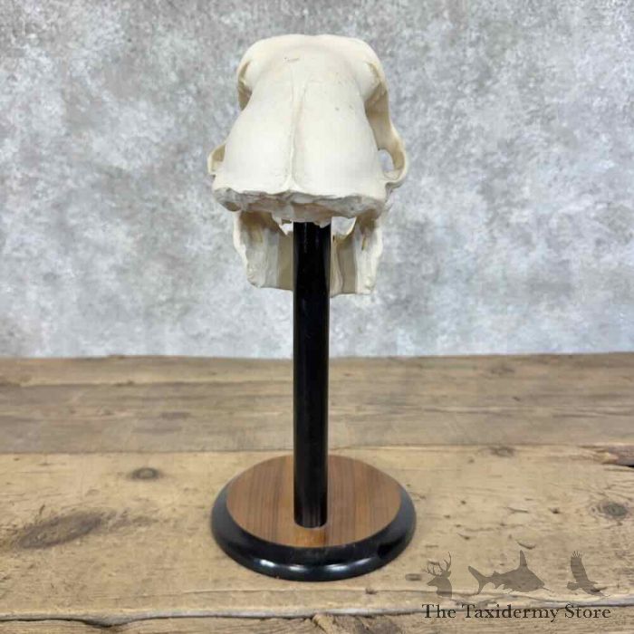 chacma baboon full skull for sale chacma baboon full skull for sale