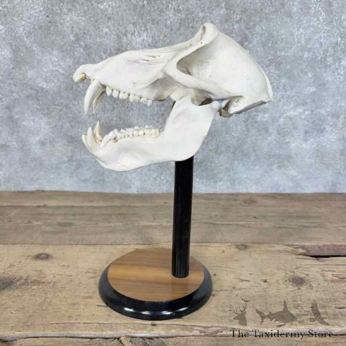 chacma baboon full skull for sale chacma baboon full skull for sale