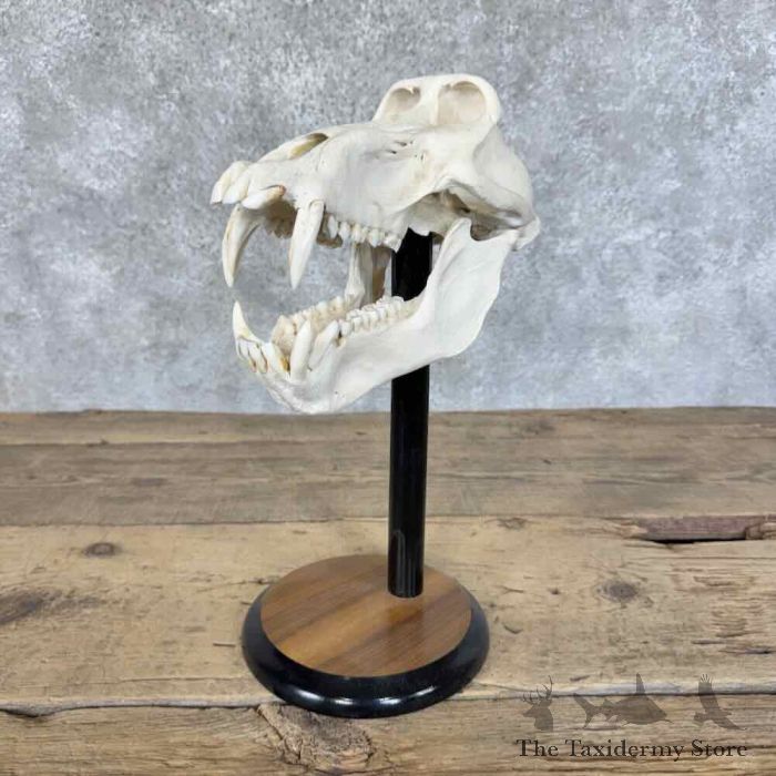 chacma baboon full skull for sale chacma baboon full skull for sale