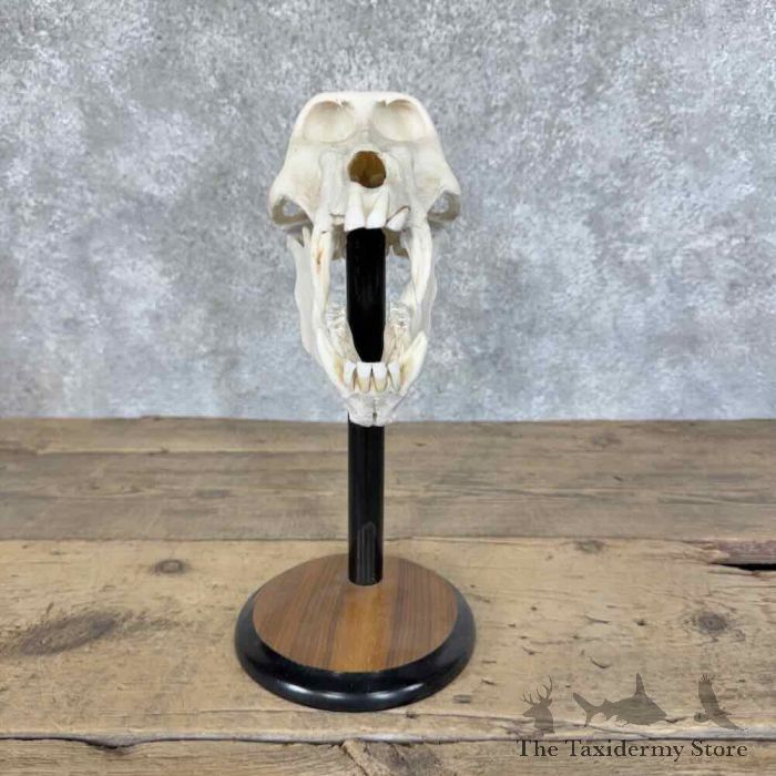 chacma baboon full skull for sale chacma baboon full skull for sale