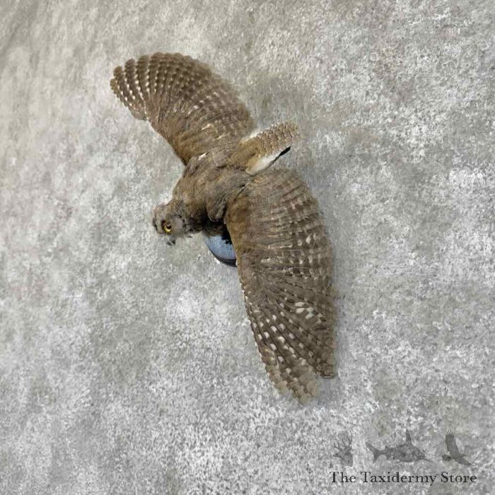 eurasian scops owl taxidermy mount for sale eurasian scops owl taxidermy mount for sale