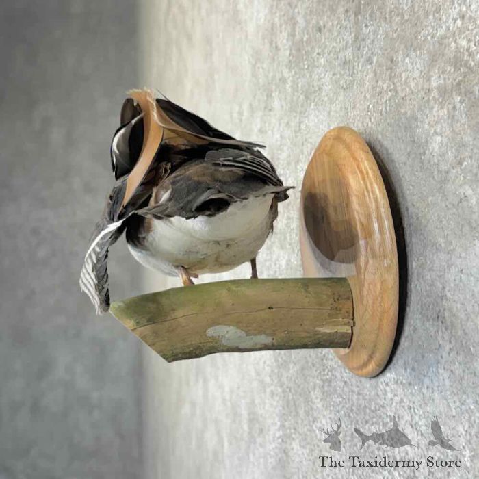 mandarin duck taxidermy bird mount for sale mandarin duck taxidermy bird mount for sale