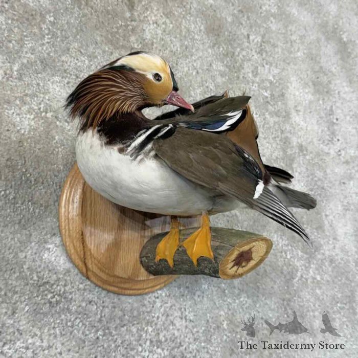 mandarin duck taxidermy bird mount for sale mandarin duck taxidermy bird mount for sale