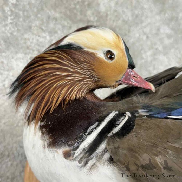 mandarin duck taxidermy bird mount for sale mandarin duck taxidermy bird mount for sale