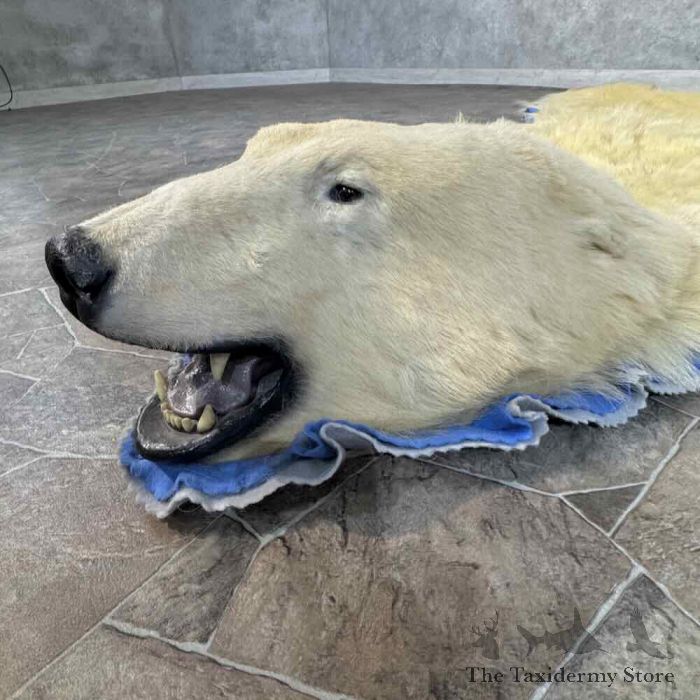 polar bear full size taxidermy rug mount for sale polar bear full size taxidermy rug mount for sale