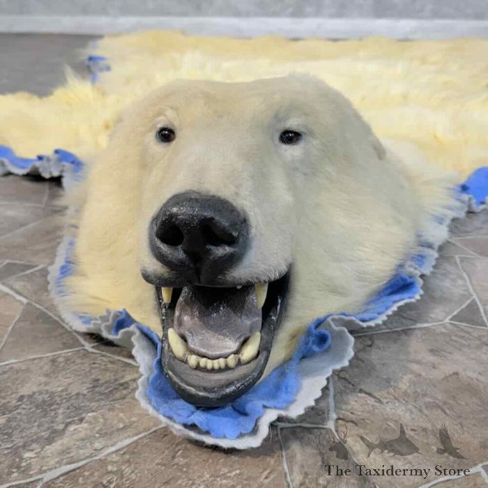 polar bear full size taxidermy rug mount for sale polar bear full size taxidermy rug mount for sale