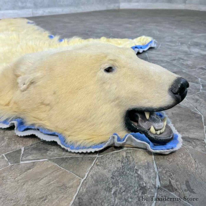 polar bear full size taxidermy rug mount for sale polar bear full size taxidermy rug mount for sale