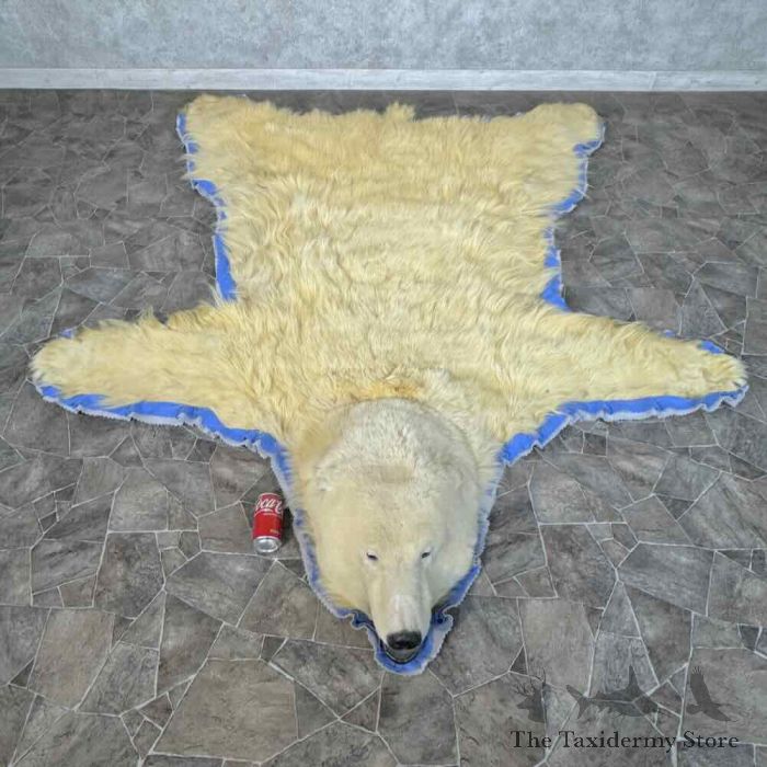 polar bear full size taxidermy rug mount for sale polar bear full size taxidermy rug mount for sale