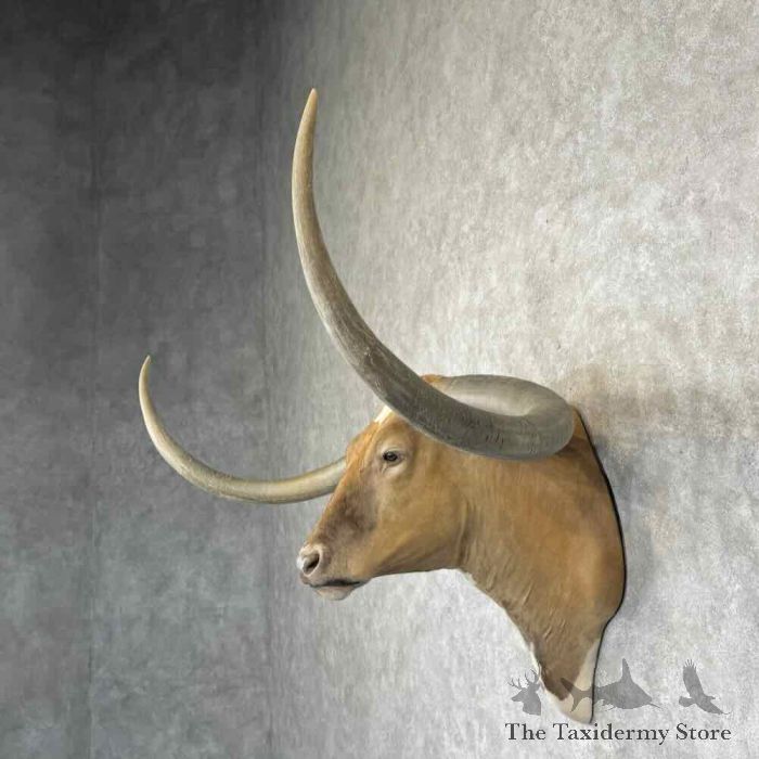 longhorn steer taxidermy shoulder mount for sale longhorn steer taxidermy shoulder mount for sale