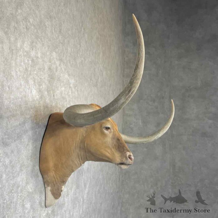 longhorn steer taxidermy shoulder mount for sale longhorn steer taxidermy shoulder mount for sale