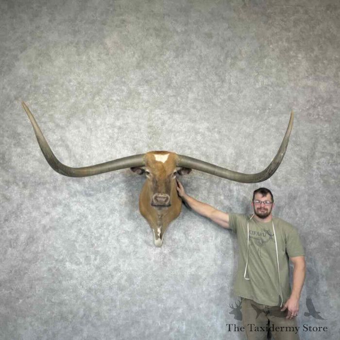 longhorn steer taxidermy shoulder mount for sale longhorn steer taxidermy shoulder mount for sale
