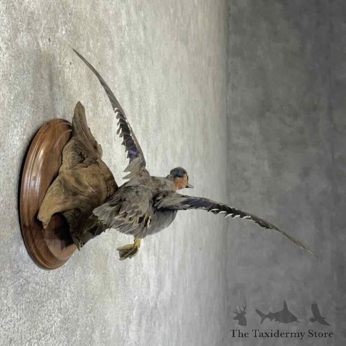 green winged teal duck taxidermy mount for sale green winged teal duck taxidermy mount for sale