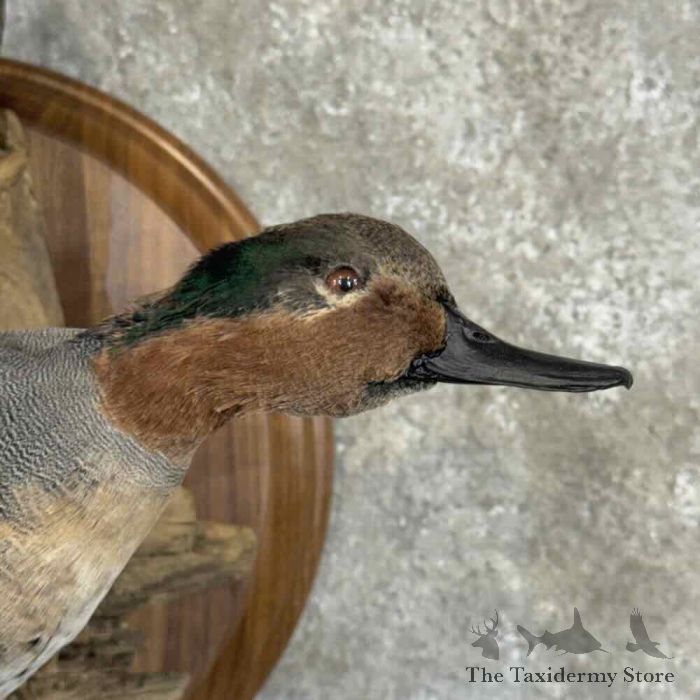 green winged teal duck taxidermy mount for sale green winged teal duck taxidermy mount for sale