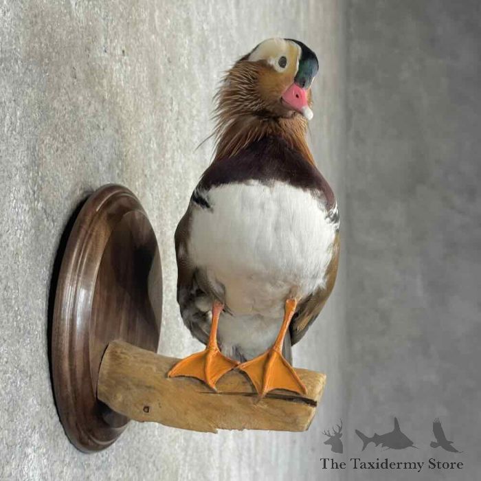 mandarin duck taxidermy bird mount for sale mandarin duck taxidermy bird mount for sale