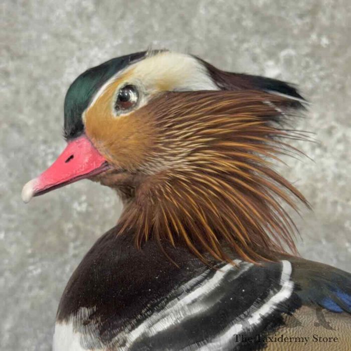 mandarin duck taxidermy bird mount for sale mandarin duck taxidermy bird mount for sale