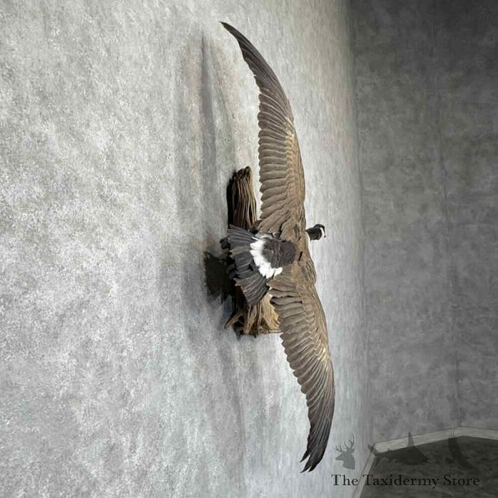 canada goose taxidermy bird mount for sale canada goose taxidermy bird mount for sale