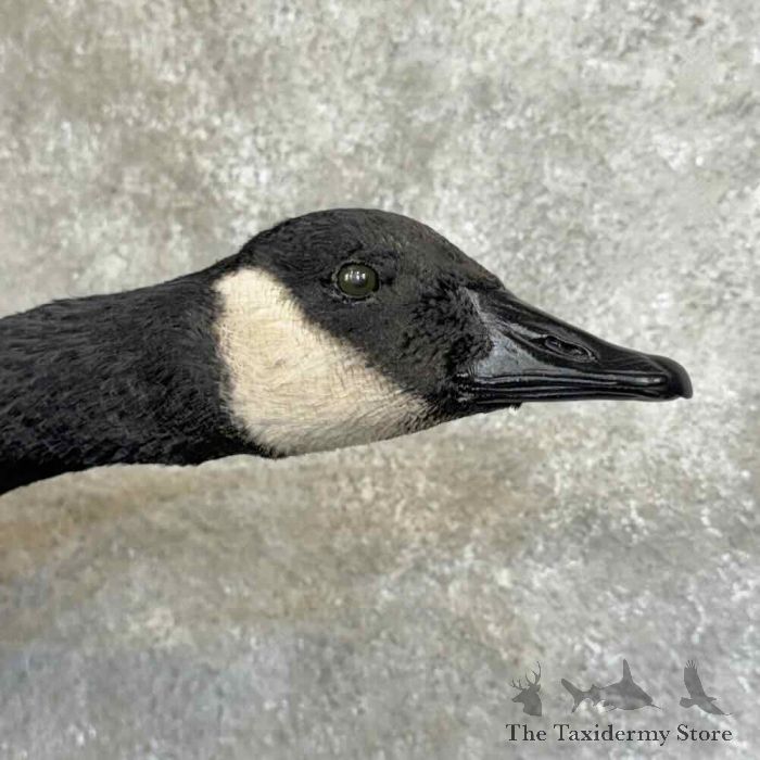 canada goose taxidermy bird mount for sale canada goose taxidermy bird mount for sale