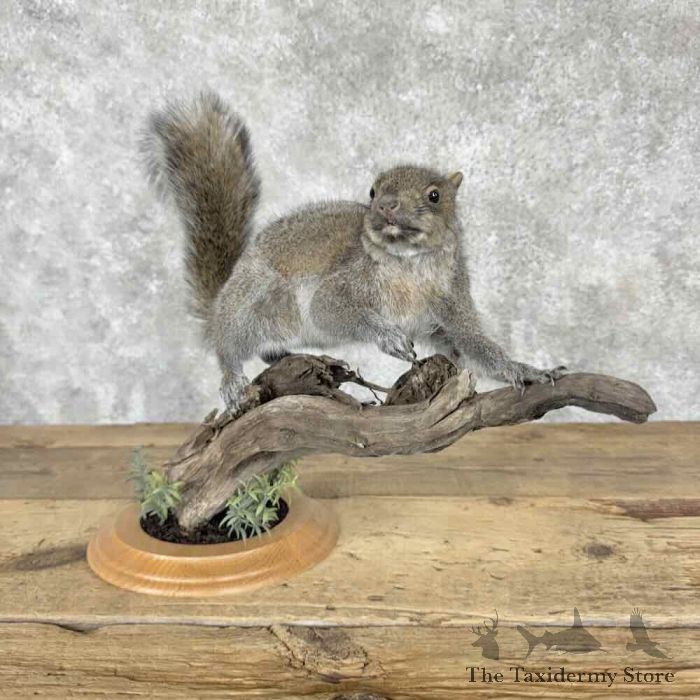 grey squirrel life size taxidermy mount for sale grey squirrel life size taxidermy mount for sale