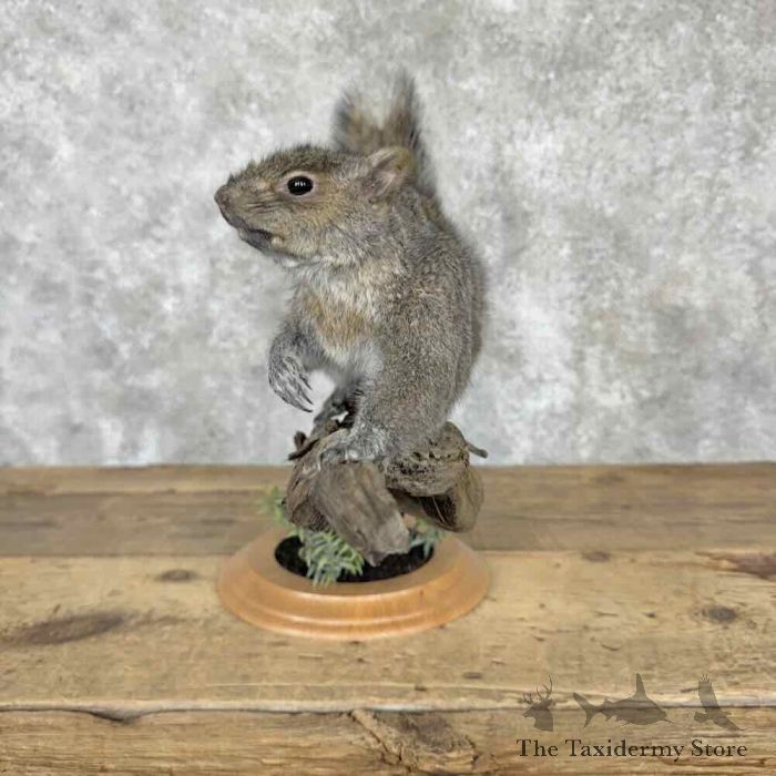grey squirrel life size taxidermy mount for sale grey squirrel life size taxidermy mount for sale