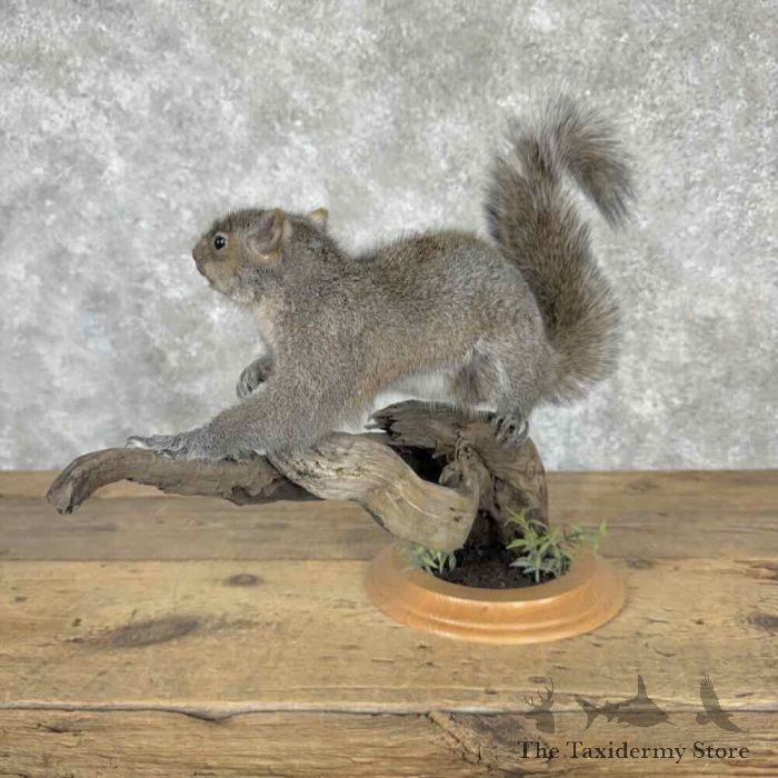 grey squirrel life size taxidermy mount for sale grey squirrel life size taxidermy mount for sale