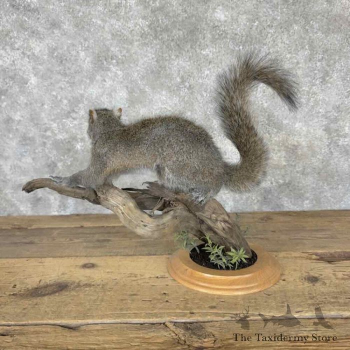 grey squirrel life size taxidermy mount for sale grey squirrel life size taxidermy mount for sale