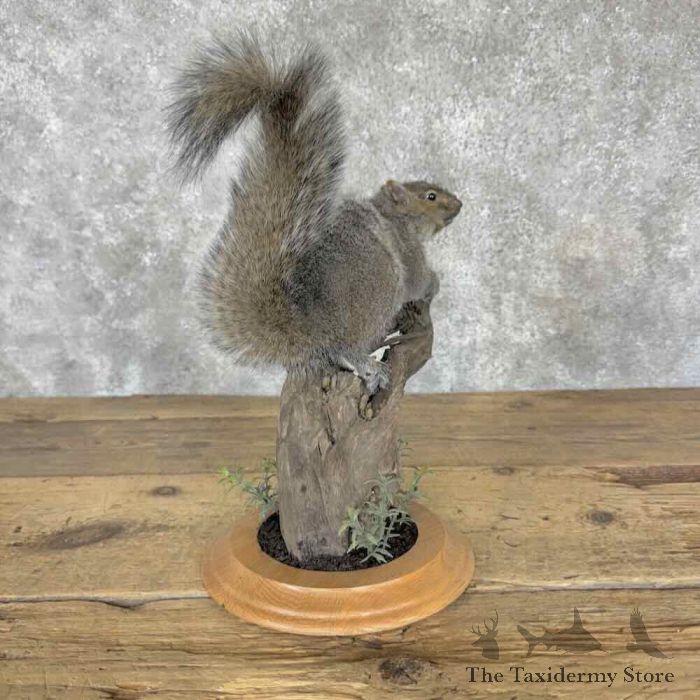grey squirrel life size taxidermy mount for sale grey squirrel life size taxidermy mount for sale