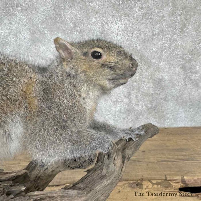 grey squirrel life size taxidermy mount for sale grey squirrel life size taxidermy mount for sale