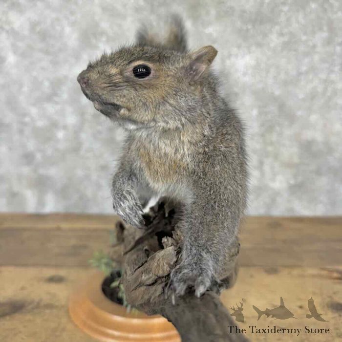grey squirrel life size taxidermy mount for sale grey squirrel life size taxidermy mount for sale