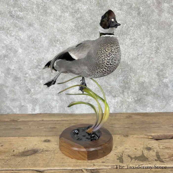 falcated duck taxidermy bird mount for sale falcated duck taxidermy bird mount for sale