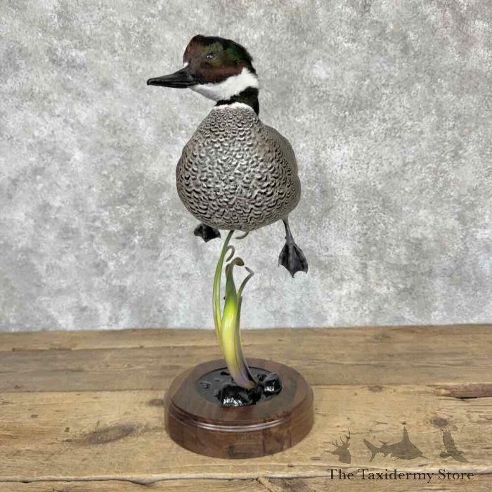 falcated duck taxidermy bird mount for sale falcated duck taxidermy bird mount for sale
