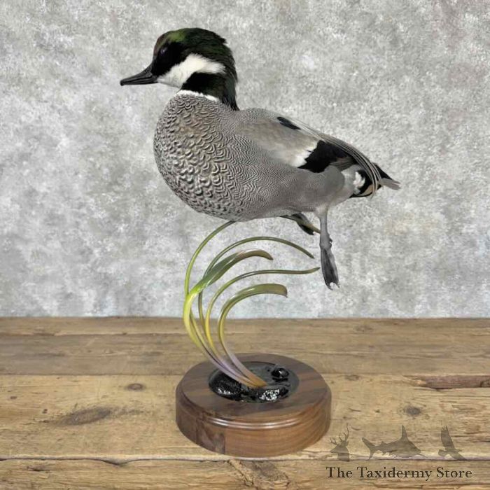 falcated duck taxidermy bird mount for sale falcated duck taxidermy bird mount for sale
