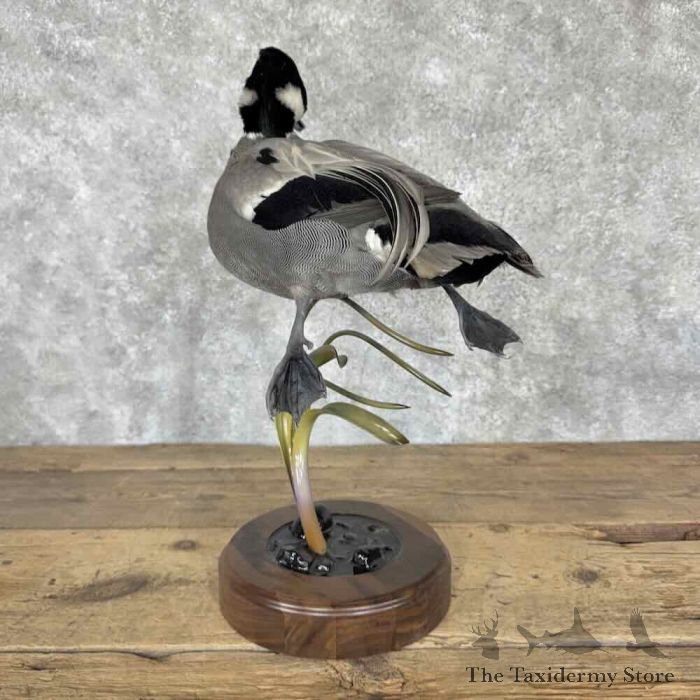 falcated duck taxidermy bird mount for sale falcated duck taxidermy bird mount for sale