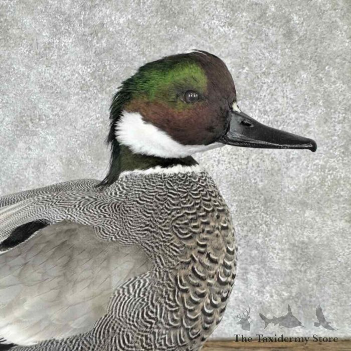 falcated duck taxidermy bird mount for sale falcated duck taxidermy bird mount for sale