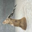 zambezi sitatunga taxidermy shoulder mount for sale zambezi sitatunga taxidermy shoulder mount for sale