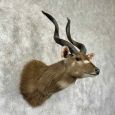 zambezi sitatunga taxidermy shoulder mount for sale zambezi sitatunga taxidermy shoulder mount for sale