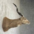 zambezi sitatunga taxidermy shoulder mount for sale zambezi sitatunga taxidermy shoulder mount for sale