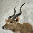 zambezi sitatunga taxidermy shoulder mount for sale zambezi sitatunga taxidermy shoulder mount for sale