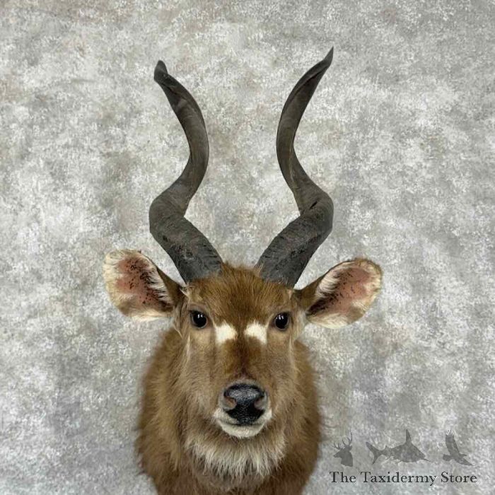 zambezi sitatunga taxidermy shoulder mount for sale zambezi sitatunga taxidermy shoulder mount for sale