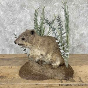 african rock hyrax life size mount for sale 31541 the taxidermy store.jpeg