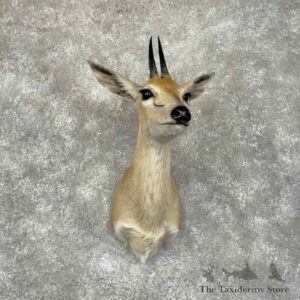 african southern bush duiker shoulder for sale 31346 the taxidermy store.jpeg