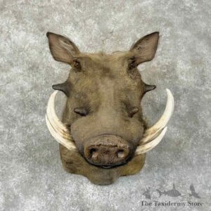african warthog shoulder mount for sale 31336 the taxidermy store.jpeg
