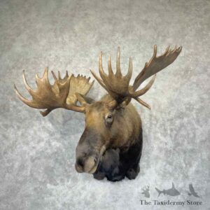 alaskan yukon moose shoulder mount for sale 31511 the taxidermy store.jpeg