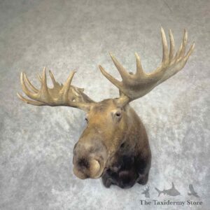 alaskan yukon moose shoulder mount for sale 31514 the taxidermy store.jpeg