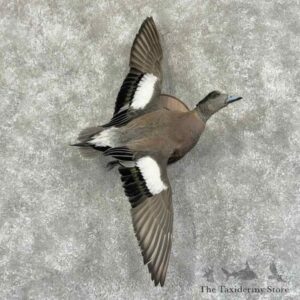 american wigeon duck bird mount for sale 31186 the taxidermy store.jpeg