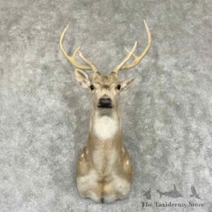 axis deer shoulder mount for sale 31544 the taxidermy store.jpeg