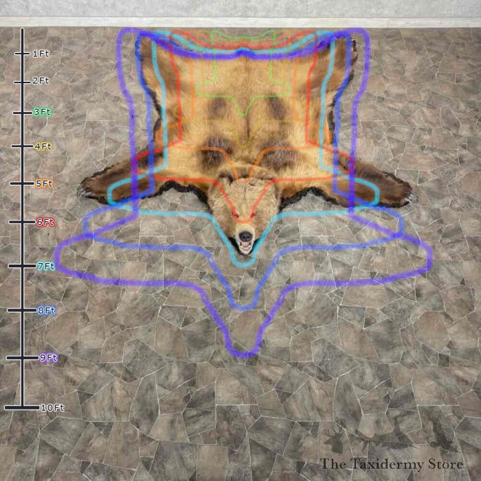 grizzly bear full size taxidermy rug mount for sale