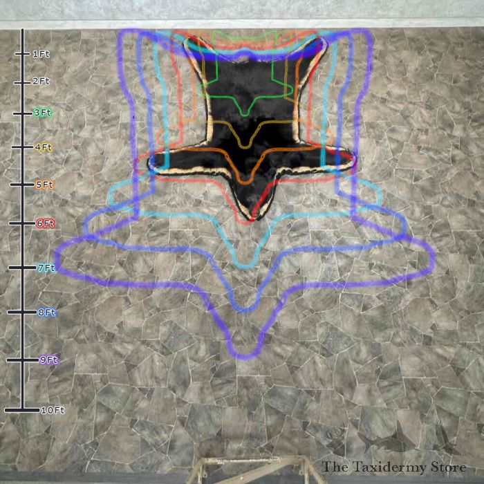 black bear full size taxidermy rug for sale