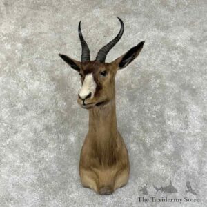 black springbok shoulder mount for sale 31342 the taxidermy store.jpeg