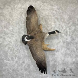 canada goose bird mount for sale 31531 the taxidermy store.jpeg