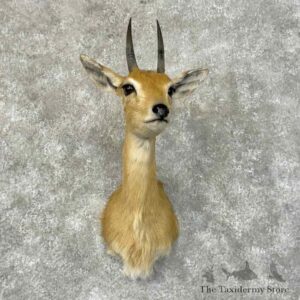 central oribi shoulder mount for sale 31306 the taxidermy store.jpeg